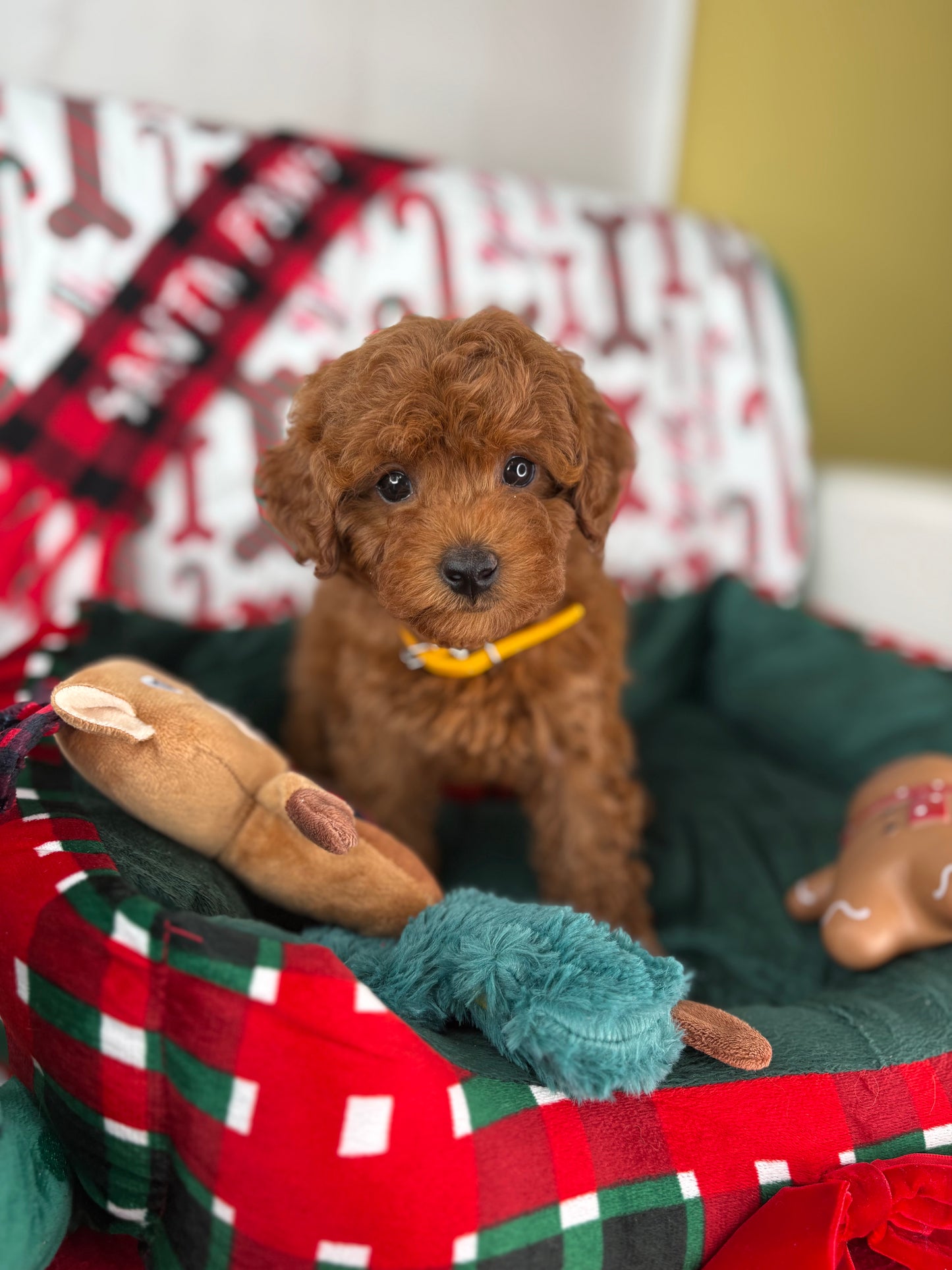 Dark Red Female Teacup Poodle (Deposit Only Please Read The DESCRIPTION Below‼️
