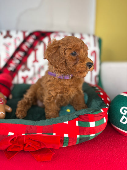 Red Female Toy Poodle 🐩 (Deposit Only‼️Please Read The Description Below‼️)