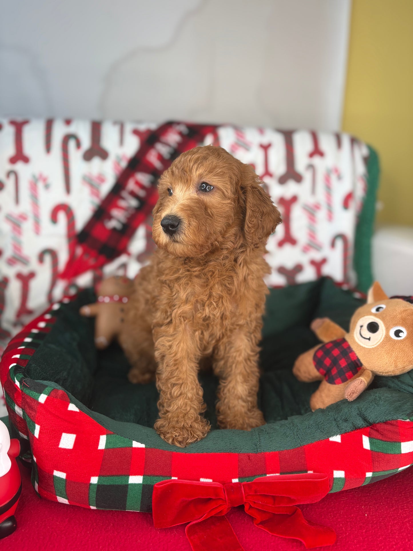 Red Male Miniature Poodle PROMOTION Pup (Deposit Only ‼️Please Read The DESCRIPTION Below‼️)