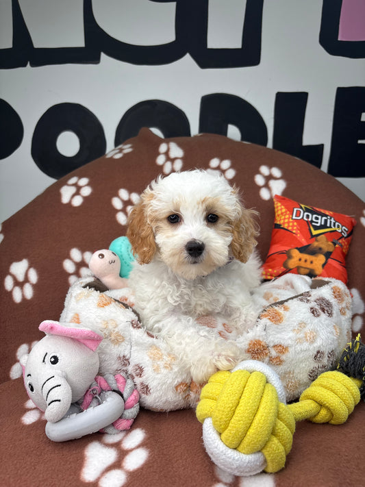 Party Colored Female Toy Poodle $1700 ($525 Deposit Only‼️Please Read The Description Below‼️)