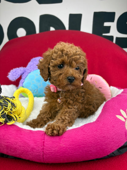 Red Male Teacup Poodle (Deposit Only‼️Please Read The Description Below‼️)