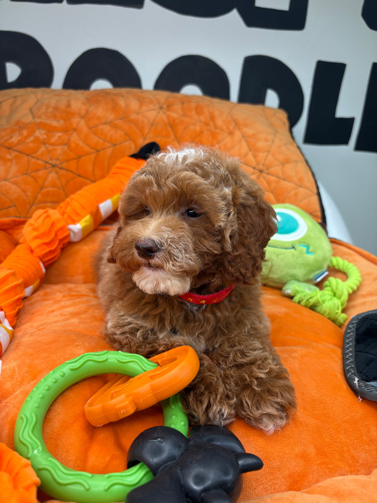 Dark Red And White Female Miniture Poodle (Deposit Only, Please Read The Description Below‼️)