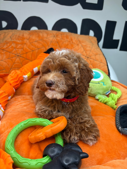 Dark Red And White Female Miniture Poodle (Deposit Only, Please Read The Description Below‼️)