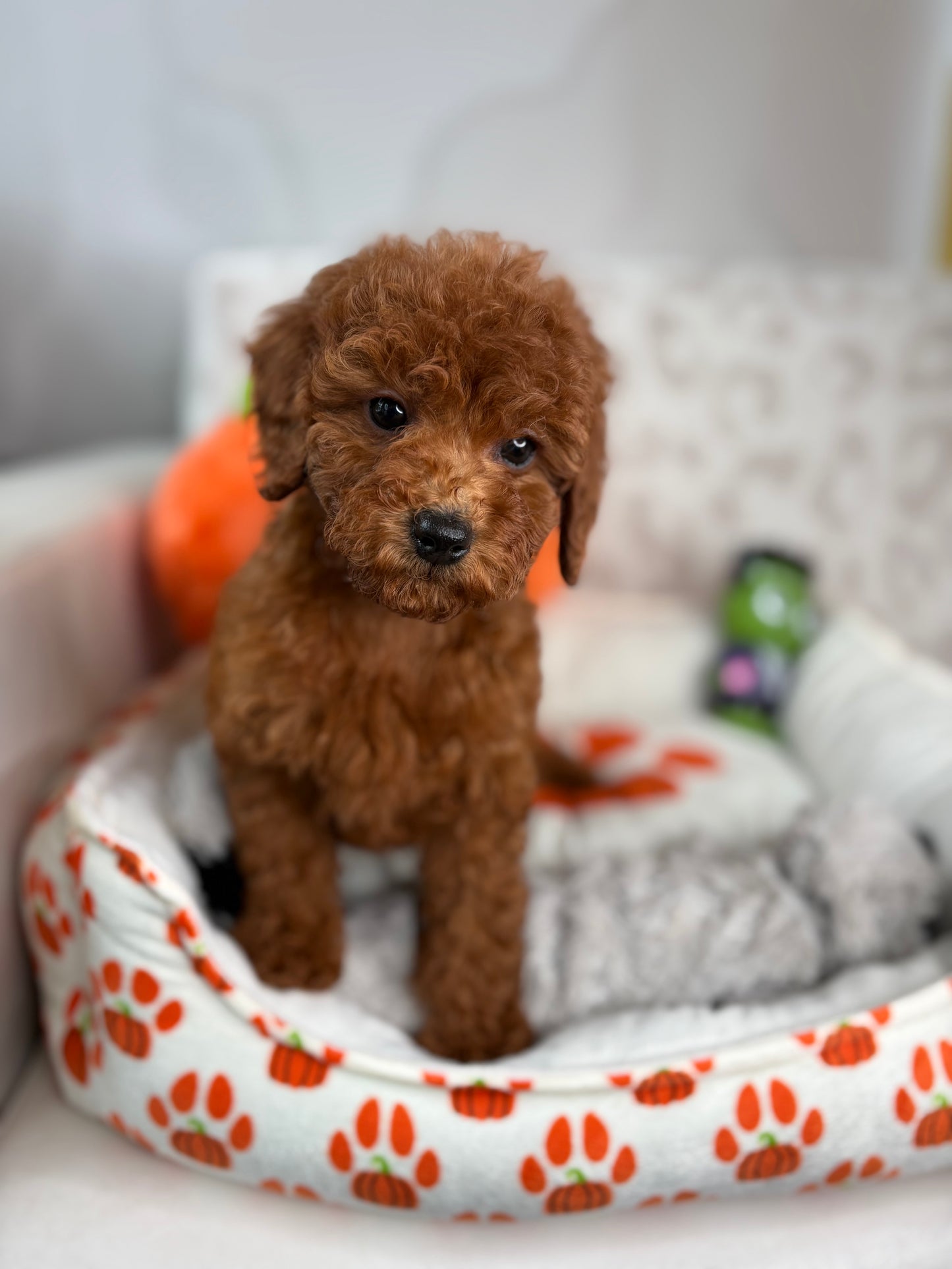 Red Female Miniture Poodle  (Deposit Only, Please Read The Description Below‼️)