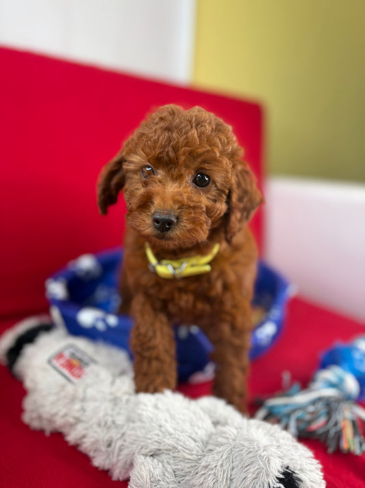 Dark Red Male Toy Poodle ‼️ (Deposit Only Please Read The DESCRIPTION Below‼️