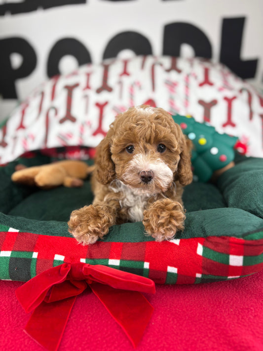 Apricot And White Female Toy Poodle 🐩 (Deposit Only‼️Please Read The Description Below‼️)