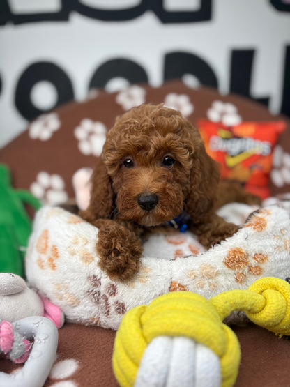 Cherry Red Male Miniature Poodle (Deposit Only ‼️ Please Read The DESCRIPTION Below‼️)