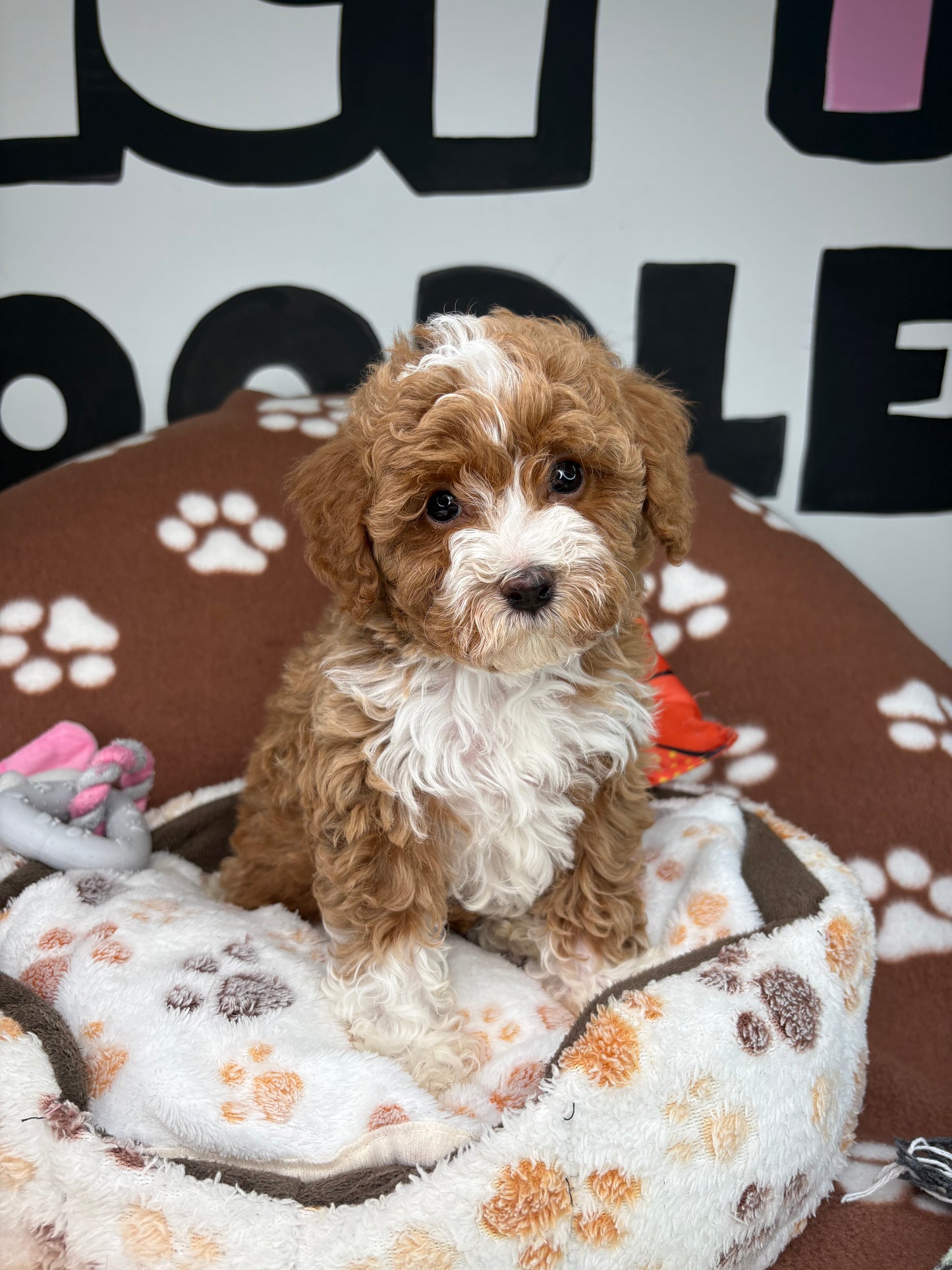 Red And White Male Toy Poodle 🐩 (Deposit Only‼️Please Read The Description Below‼️)