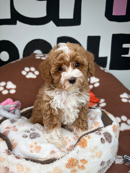 Red And White Male Toy Poodle 🐩 (Deposit Only‼️Please Read The Description Below‼️)