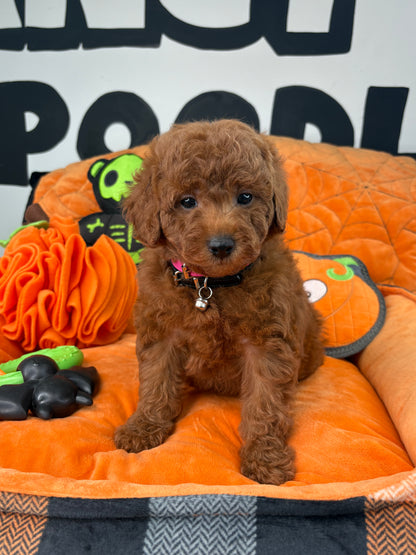 Dark Red Male Toy Poodle ( Deposit Only ‼️ Please Read DESCRIPTION Below‼️)