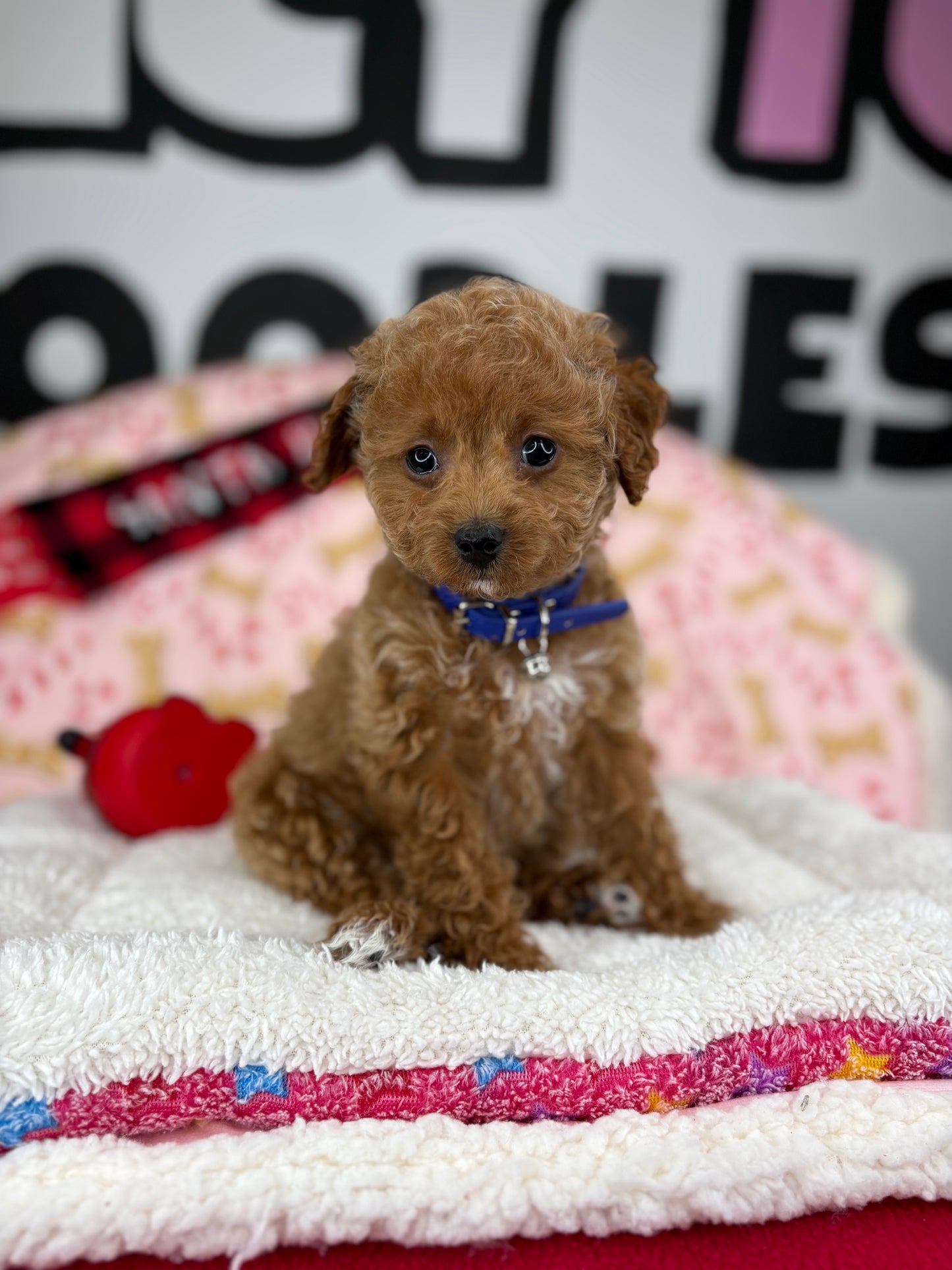 Red Male Toy Poodle 🐩 (Deposit Only‼️Please Read The Description Below‼️)