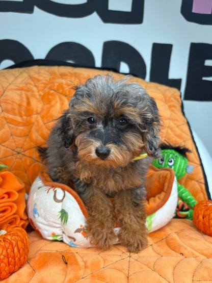 Merle Phantom Female Toy Poodle 🐩 (Deposit Only‼️Please Read The Description Below‼️)
