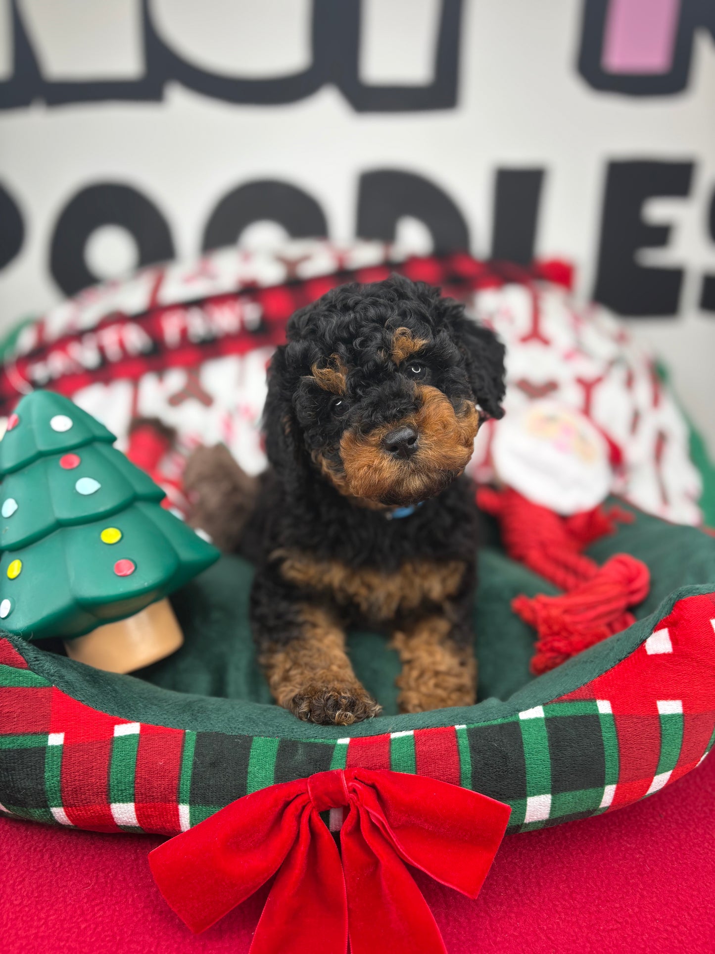 Red Phantom Male Toy Poodle 🐩 (Deposit Only‼️Please Read The Description Below‼️)