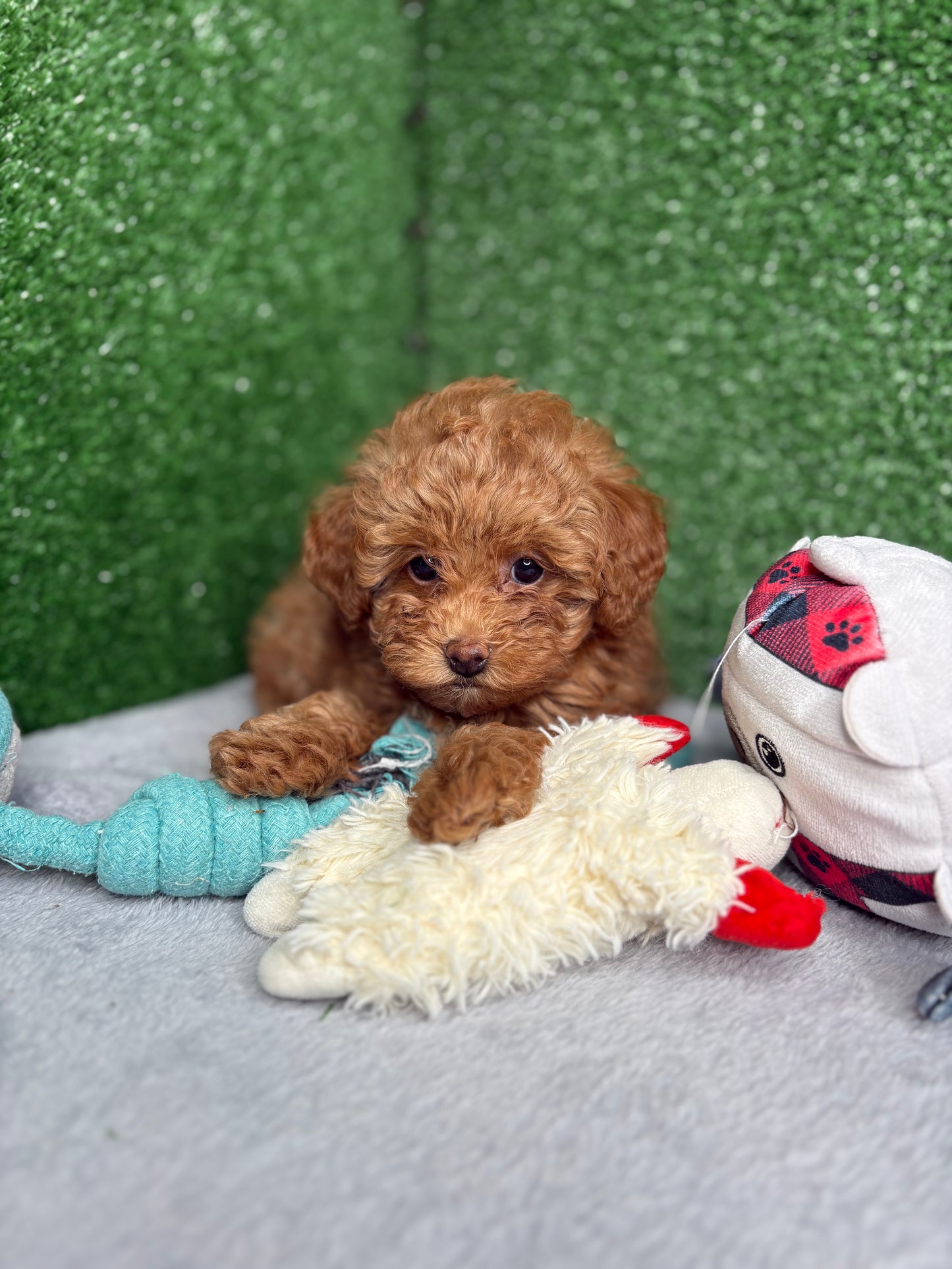 Bailey The Apricot Micro Poodle 🐩 (Deposit Only ‼️Please Read The Description Below‼️)