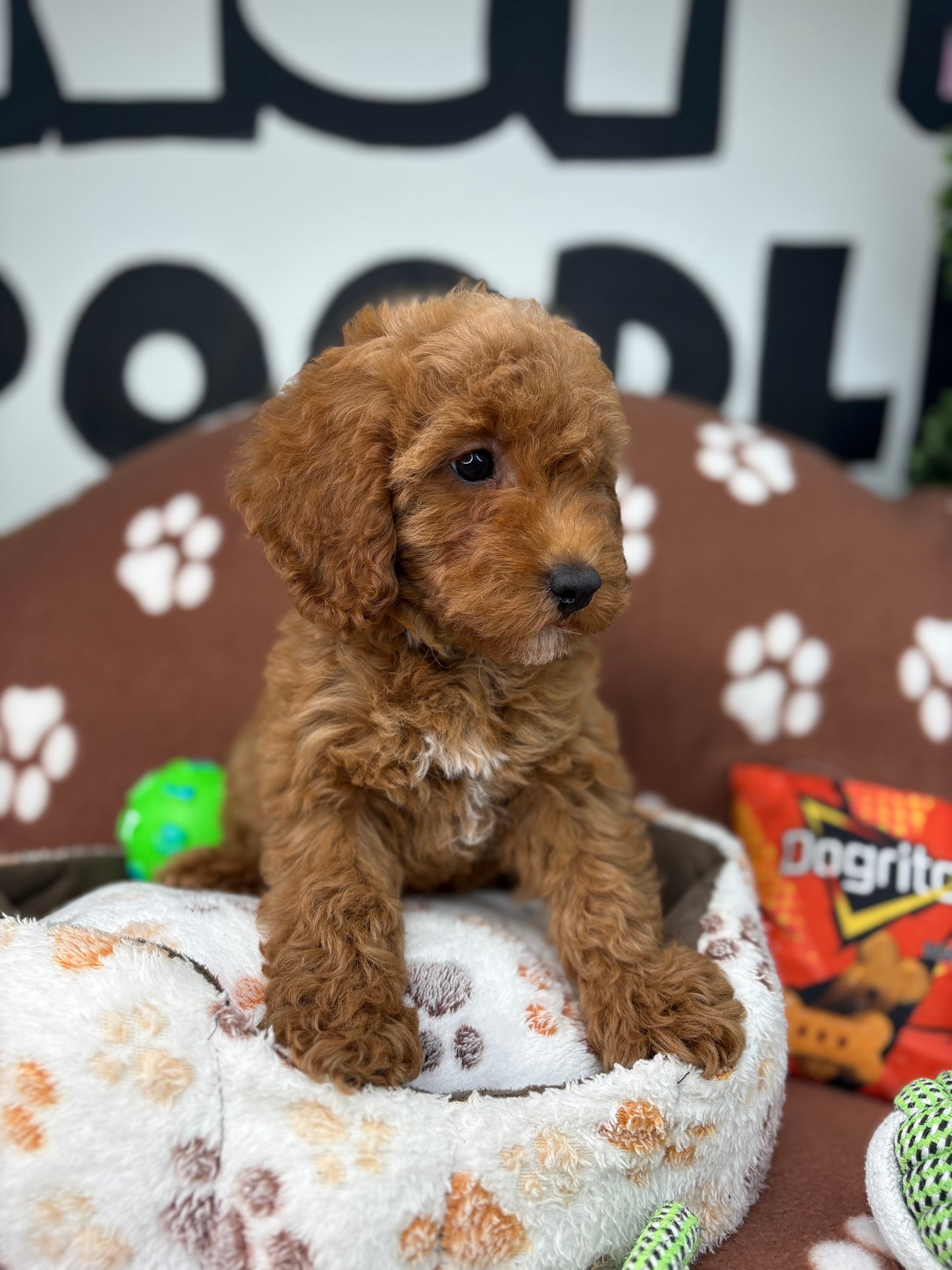 Red Male Toy Poodle (Deposit Only ‼️ Please Read DESCRIPTION Below‼️)