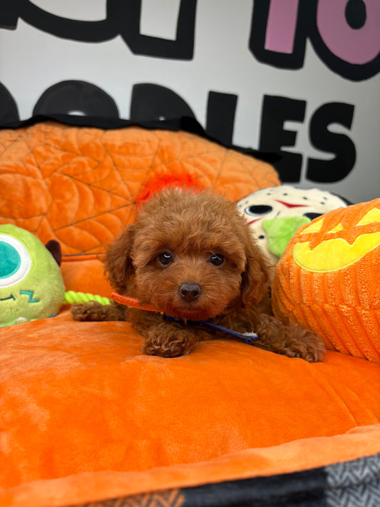 Red Female Teacup Poodle (Deposit Only‼️Please Read The Description Below‼️)
