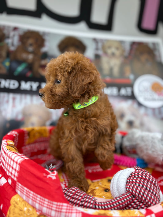 Red Female Toy Poodle ‼️ (Deposit Only Please Read The DESCRIPTION Below‼️