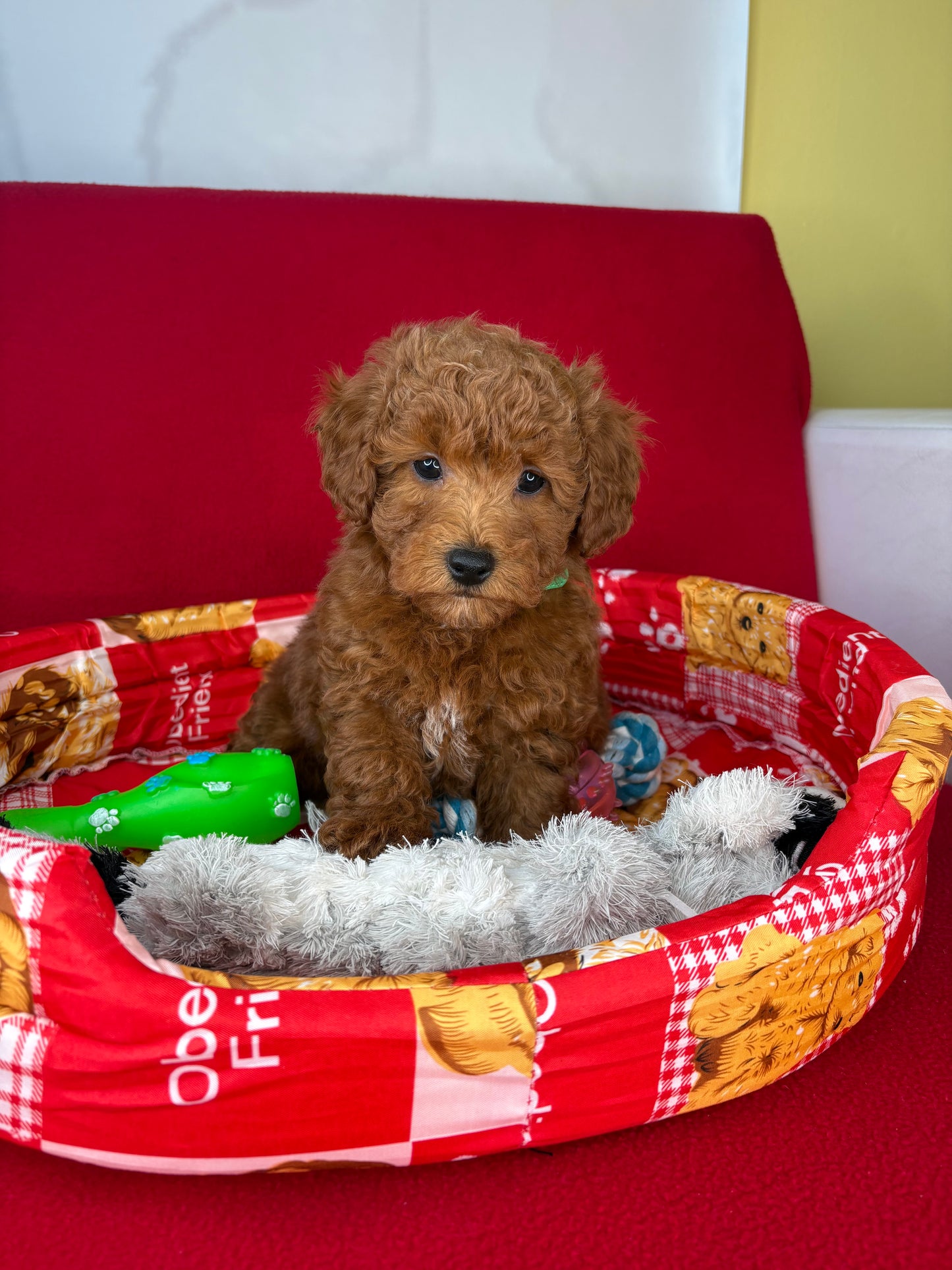 Red Male Toy Poodle 🐩 (Deposit Only‼️Please Read The Description Below‼️)
