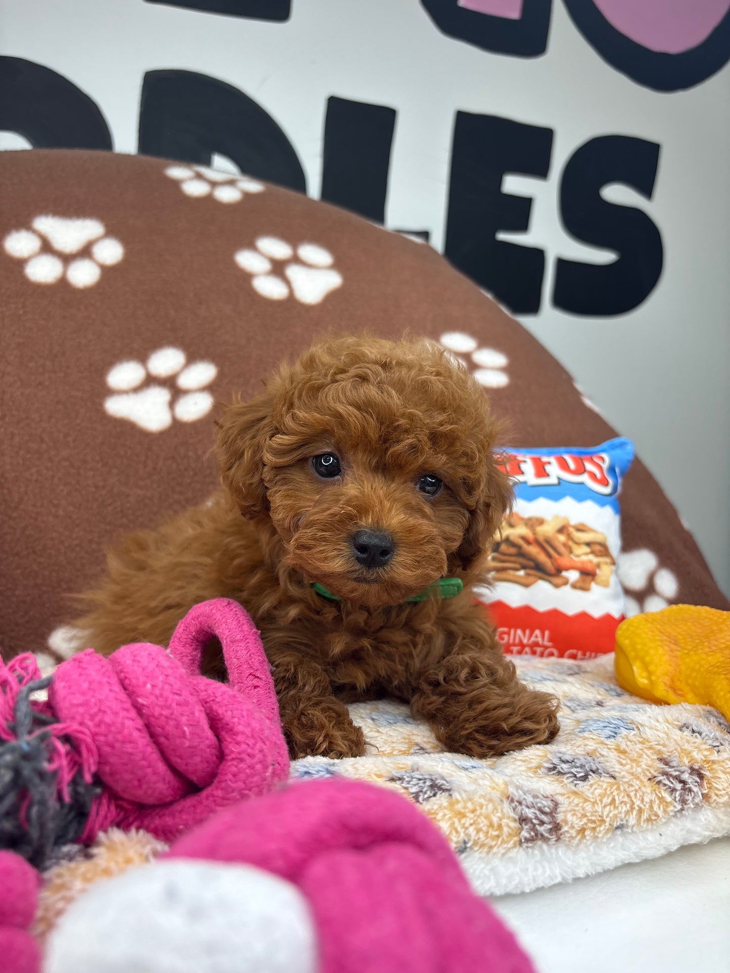 Dark Red Male Toy Poodle 🐩 (Deposit Only‼️Please Read The Description Below‼️)