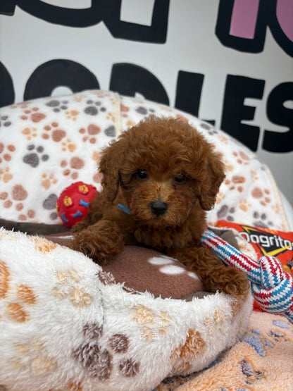 Dark Red Female Toy Poodle ‼️(Deposit Only ‼️ Please Read The Description Below ‼️)