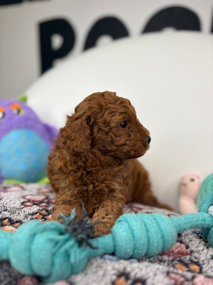 Roman The Dark Red Miniature Poodle PROMOTION Pup (Deposit Only ‼️Please Read The DESCRIPTION Below‼️)