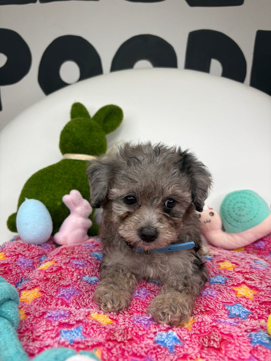 Blue Merle Male Teacup Poodle 🐩 ‼️(Deposit Only, Please Read The Description Below‼️)