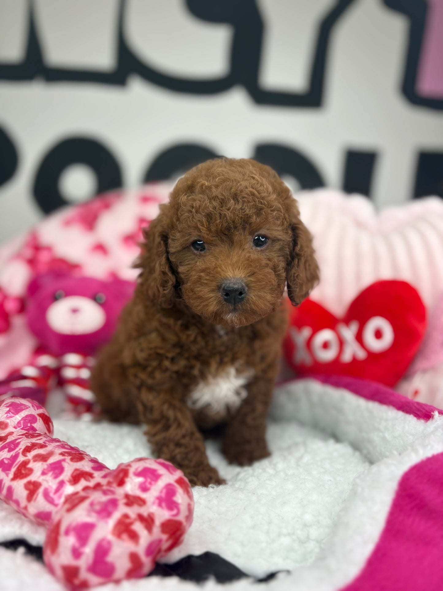 Dark Male Toy Poodle 🐩 (Deposit Only ‼️ Please Read The Description Below ‼️)