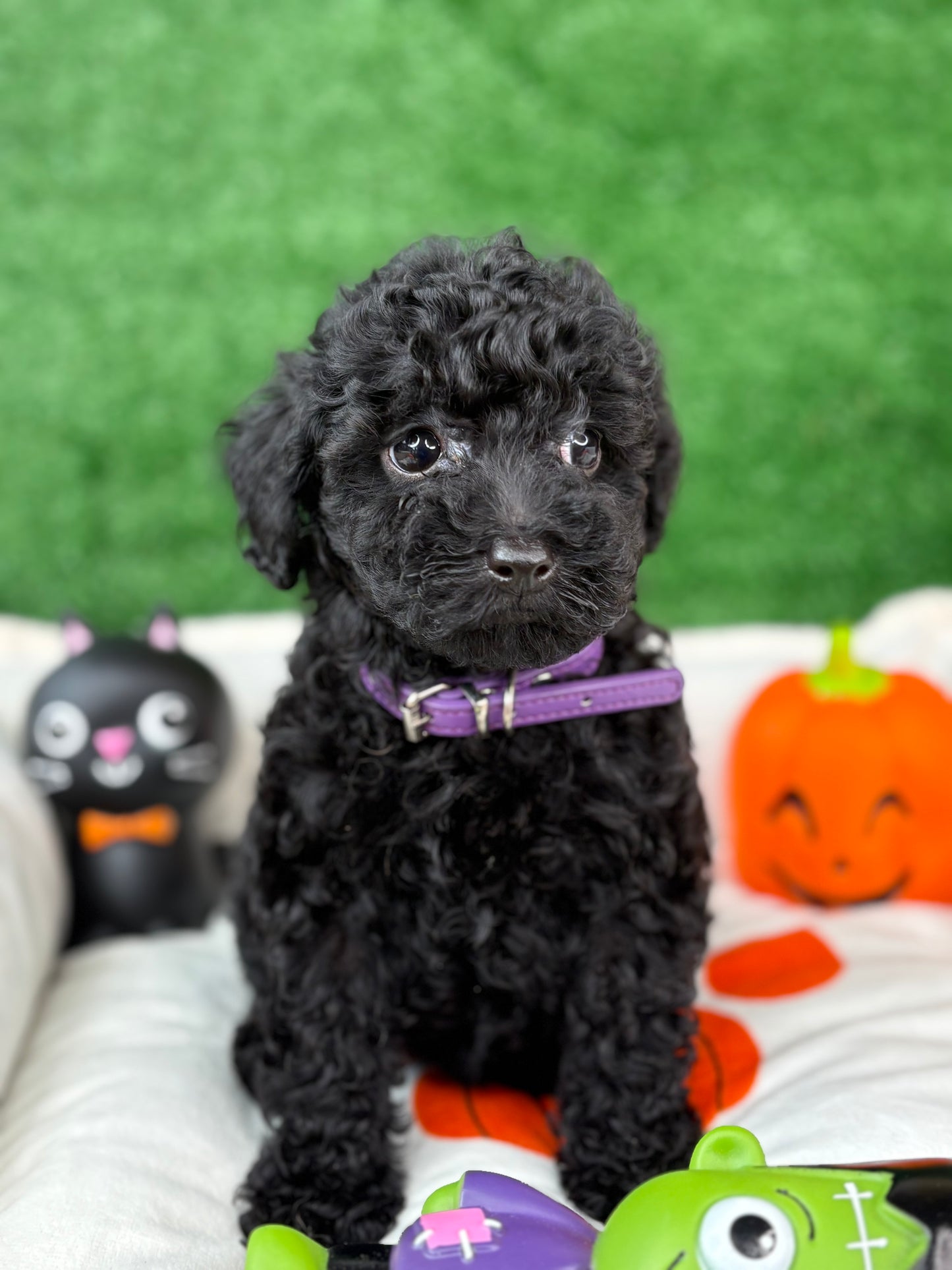 Black Male Toy Poodle 🐩 (Deposit Only ‼️ Please Read The Description Below ‼️)