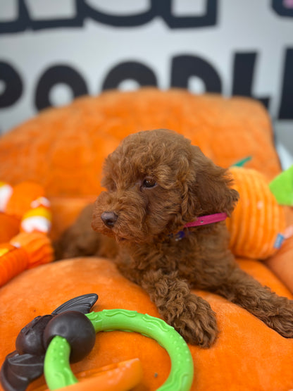 Dark Red Male Toy Poodle (Deposit Only, Please Read The Description Below‼️)
