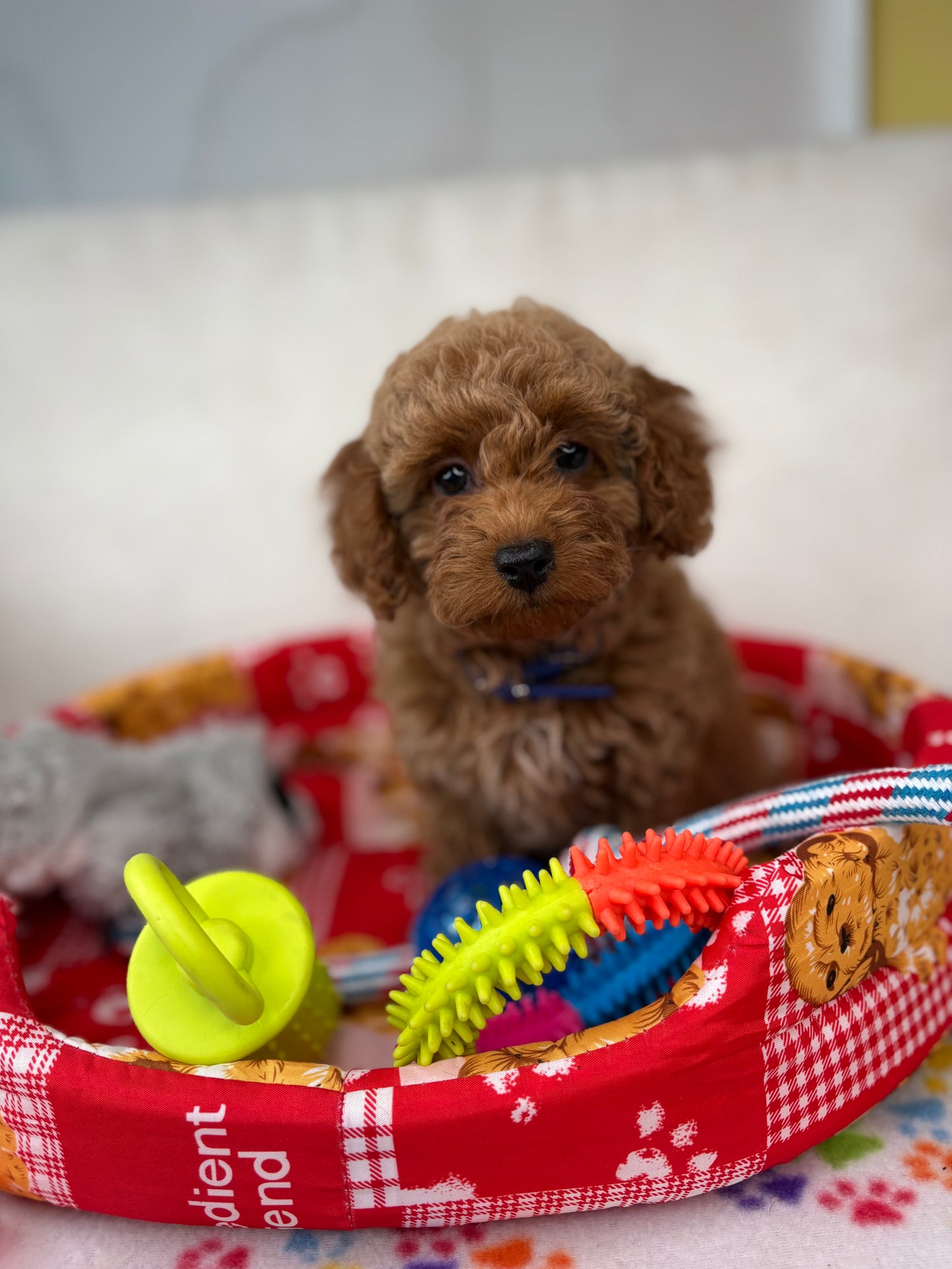 Apricot Female Toy Poodle (Deposit Only‼️Please Read The Description Below‼️)