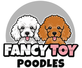 Fancy Toy Poodles | Mini, Toy & Teacup Poodle Puppies – The Fancy Toy ...