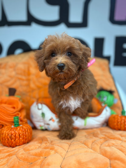 Apricot Female Toy Poodle (Deposit Only‼️ Please Read The DESCRIPTION Below‼️)