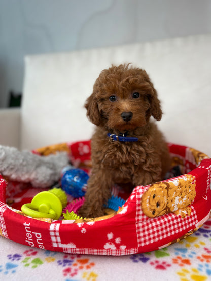 Male Apricot Toy Poodle (Deposit Only ‼️ Please Read DESCRIPTION Below‼️)