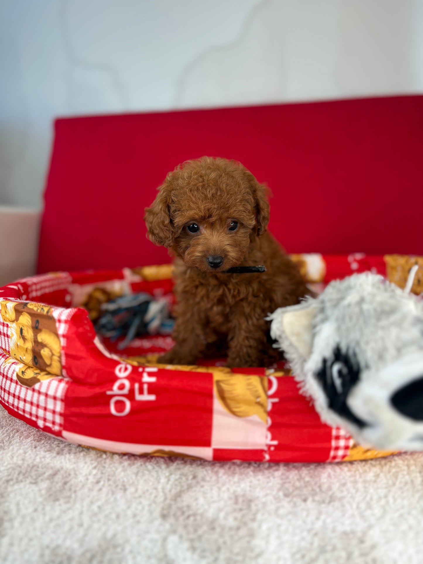 Dark Red Female Teacup Poodle (Deposit Only‼️ Please Red The DESCRIPTION Below‼️)