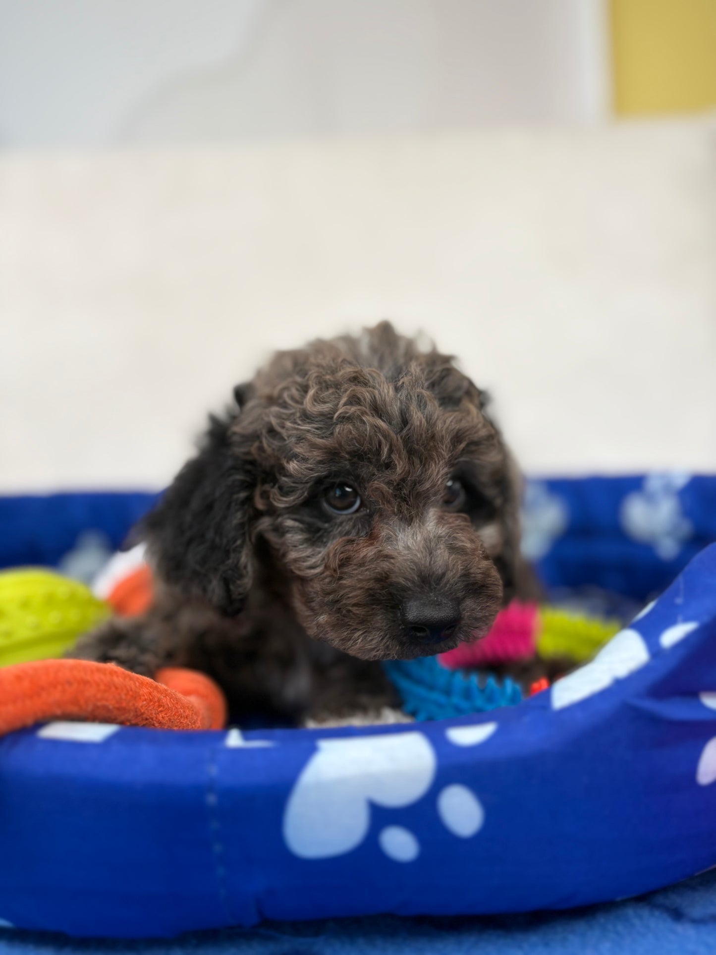 Male Merle Toy Poodle ‼️(Deposit Only ‼️ Please Read The Description Below ‼️)