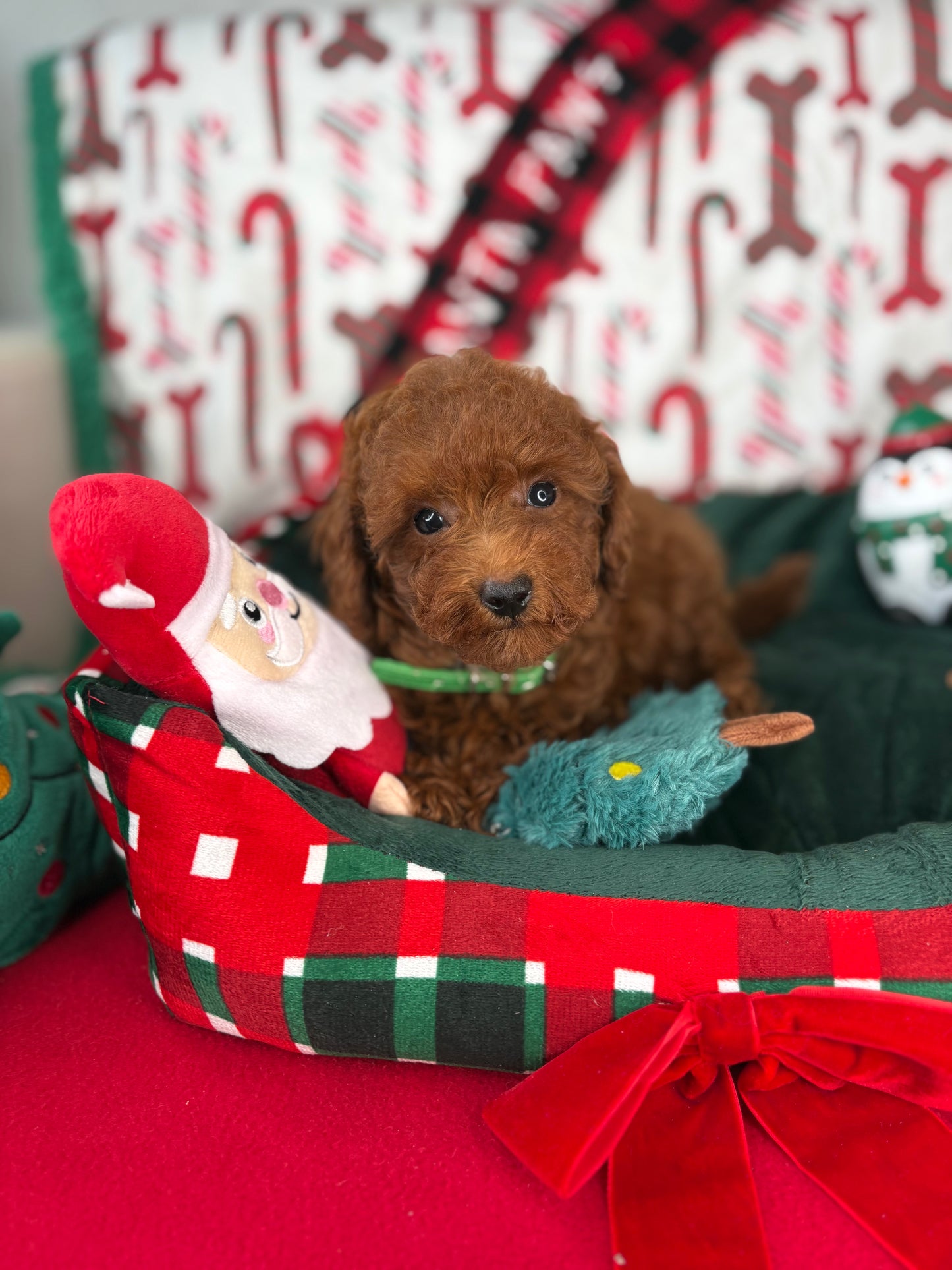 Dark Red Female Toy Poodle ( Deposit Only, Please Read The DESCRIPTION Below‼️)
