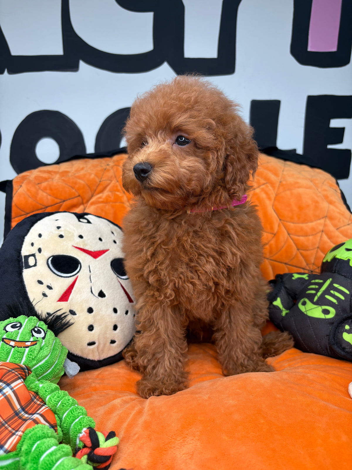 Apricot Male Toy Poodle 🐩 (Deposit Only ‼️ Please Read The Description Below ‼️)