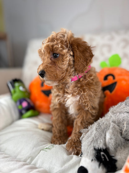 Apricot Male Toy Poodle (Deposit Only‼️Please Read The Description Below‼️)