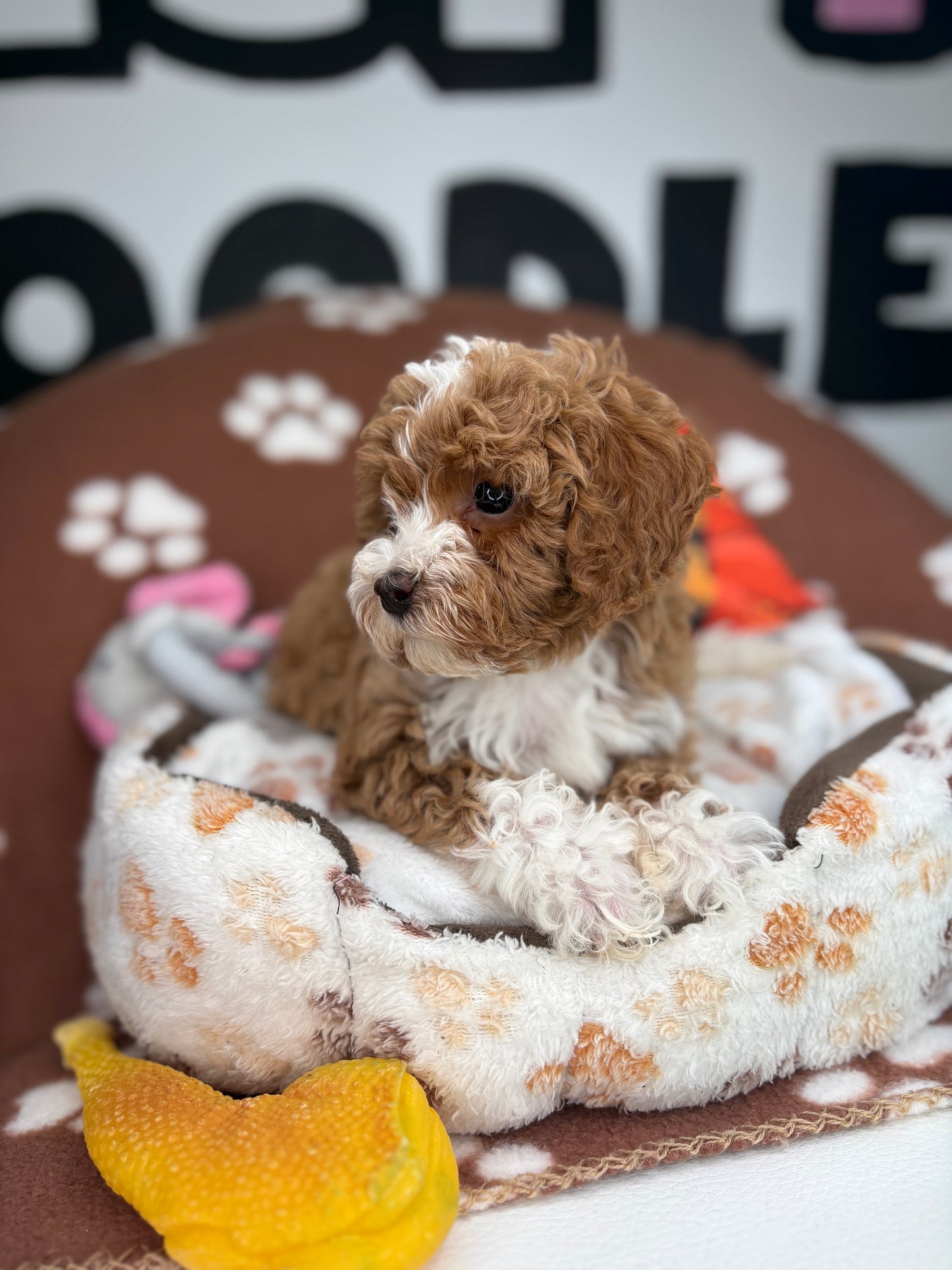 Red And White Male Toy Poodle 🐩 (Deposit Only‼️Please Read The Description Below‼️)