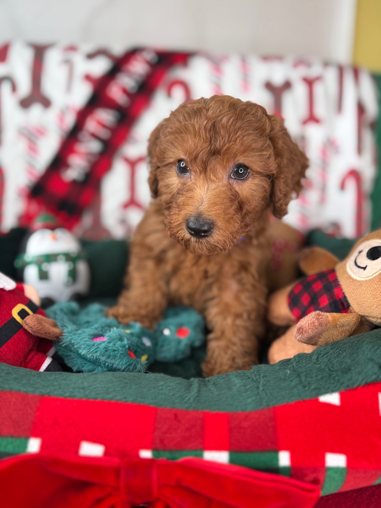 Red Male Miniture Poodle  (Deposit Only, Please Read The Description Below‼️)