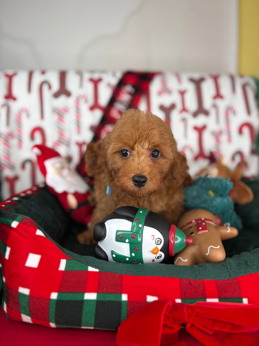 Red Male Toy Poodle (Deposit Only‼️Please Read The Description Below‼️)