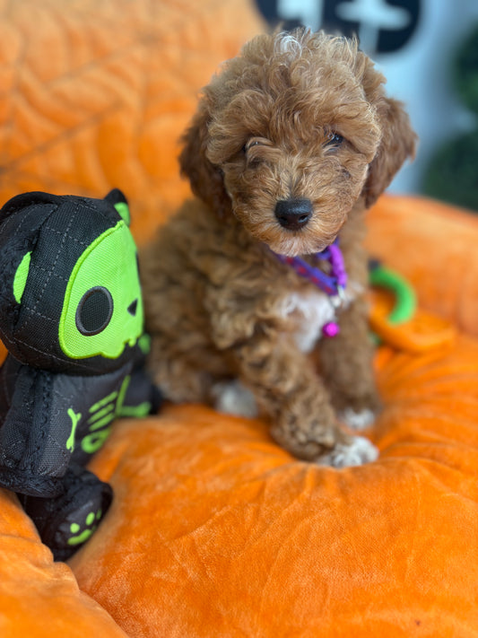 Red And White Female Miniture Poodle (Deposit Only, Please Read The Description Below‼️)