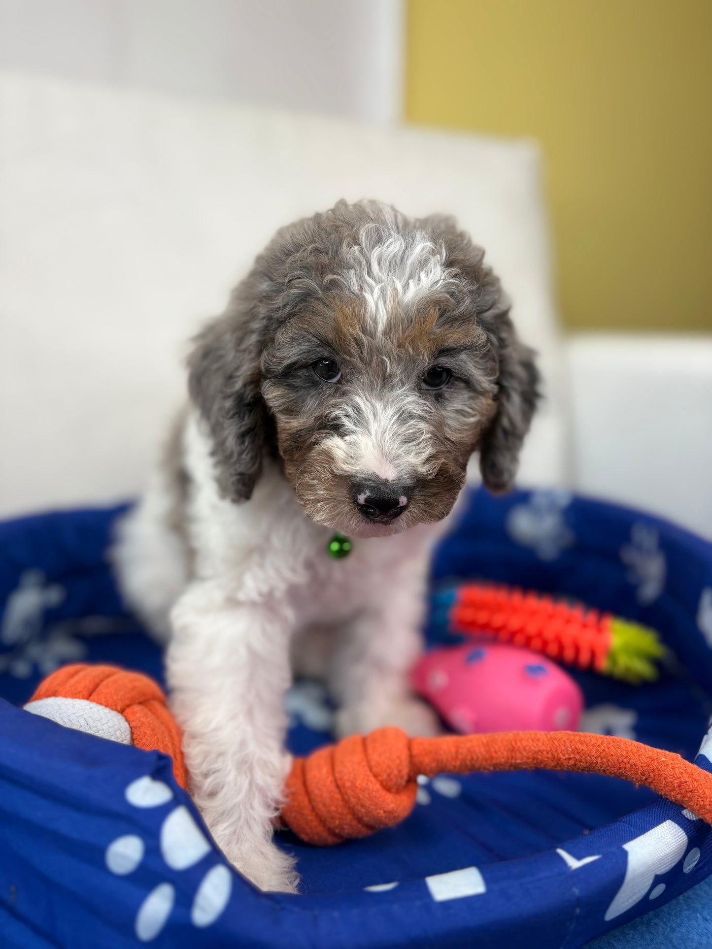 Red Miniature Male Poodle ( Deposit Only, Please Read The DESCRIPTION Below‼️)