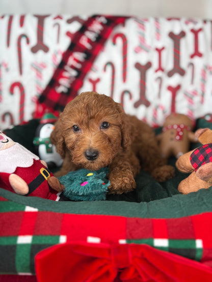 Red Male Miniture Poodle  (Deposit Only, Please Read The Description Below‼️)