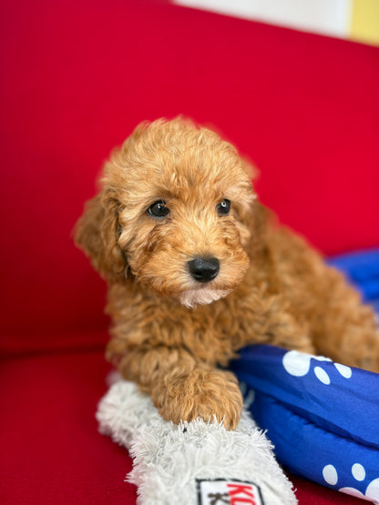 Apricot Male Teacup Poodle (Deposit Only‼️Please Read The Description Below‼️)