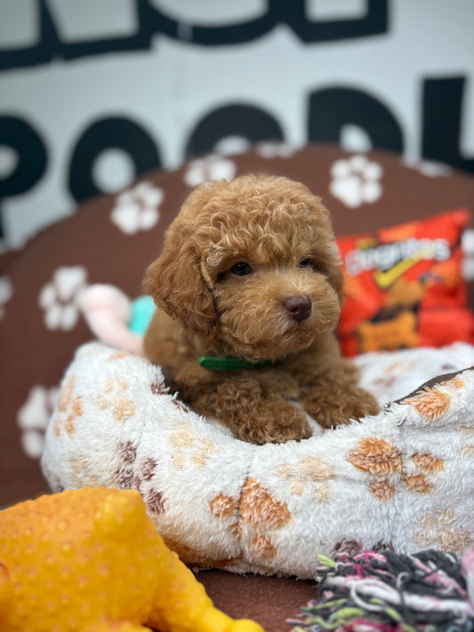 Apricot Female (Red Nose) Toy Poodle (Deposit Only‼️ Please Read The DESCRIPTION Below‼️)