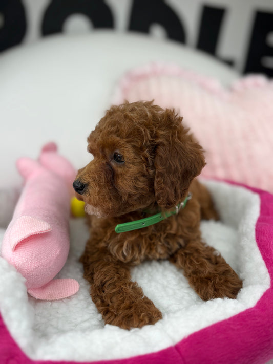 Red Female Toy Poodle ‼️ (Deposit Only Please Read The DESCRIPTION Below‼️