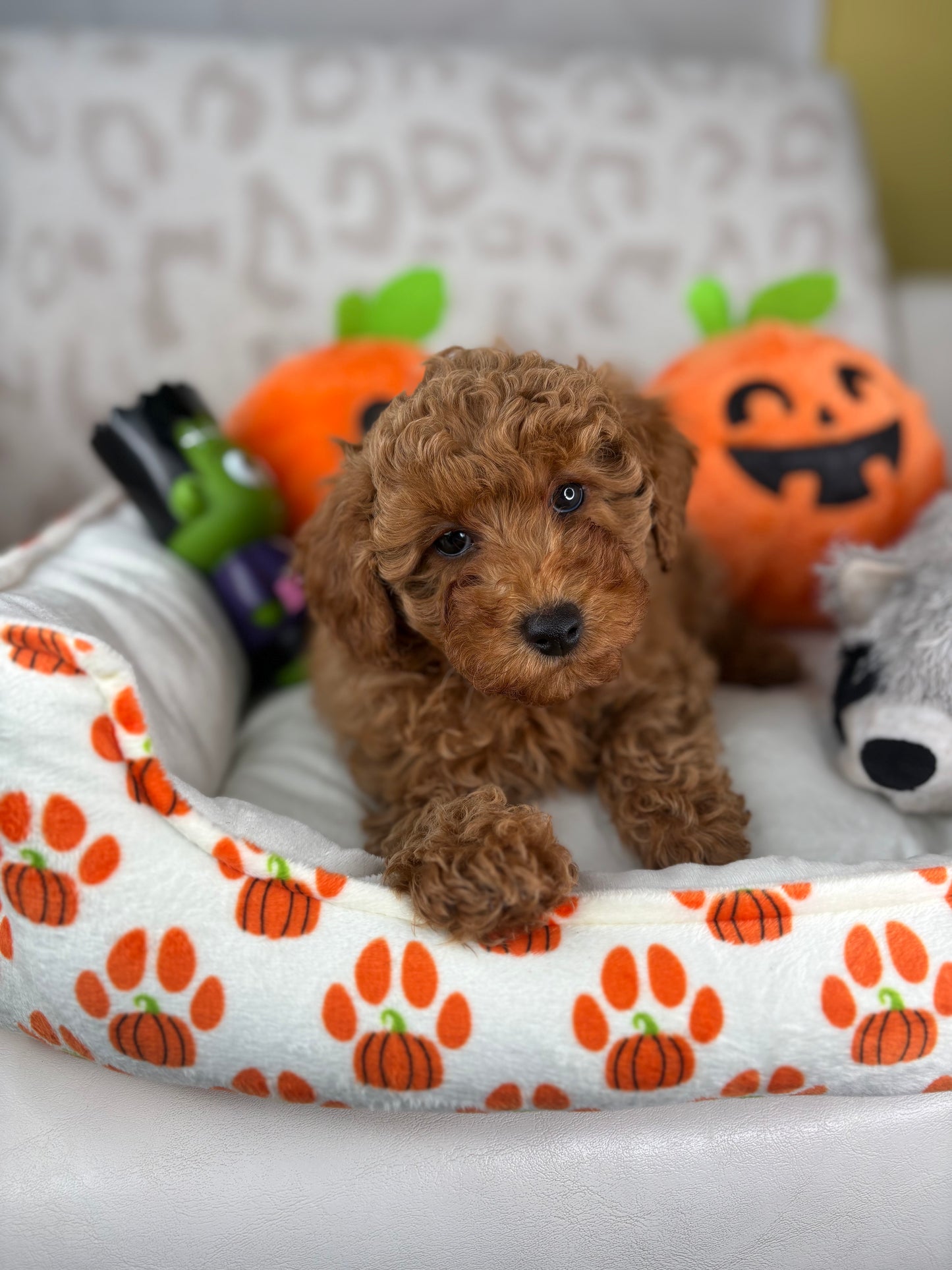 Apricot Male Toy Poodle 🐩 (Deposit Only‼️Please Read The Description Below‼️)
