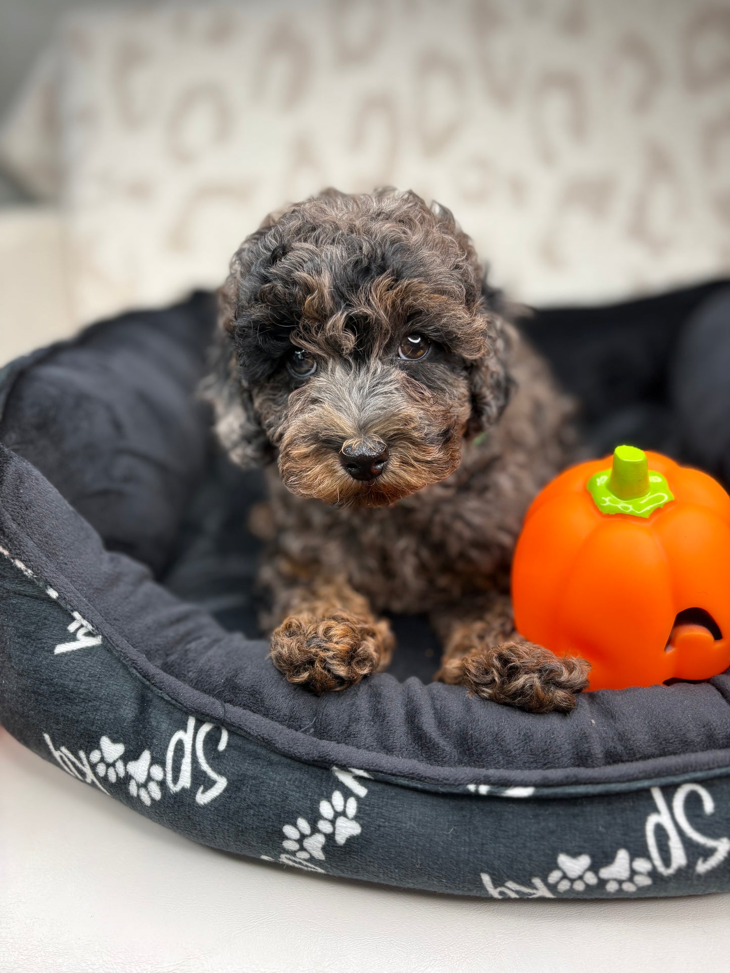 Merle Phantom Female Toy Poodle (Deposit Only‼️ Please Read The Description Below‼️)