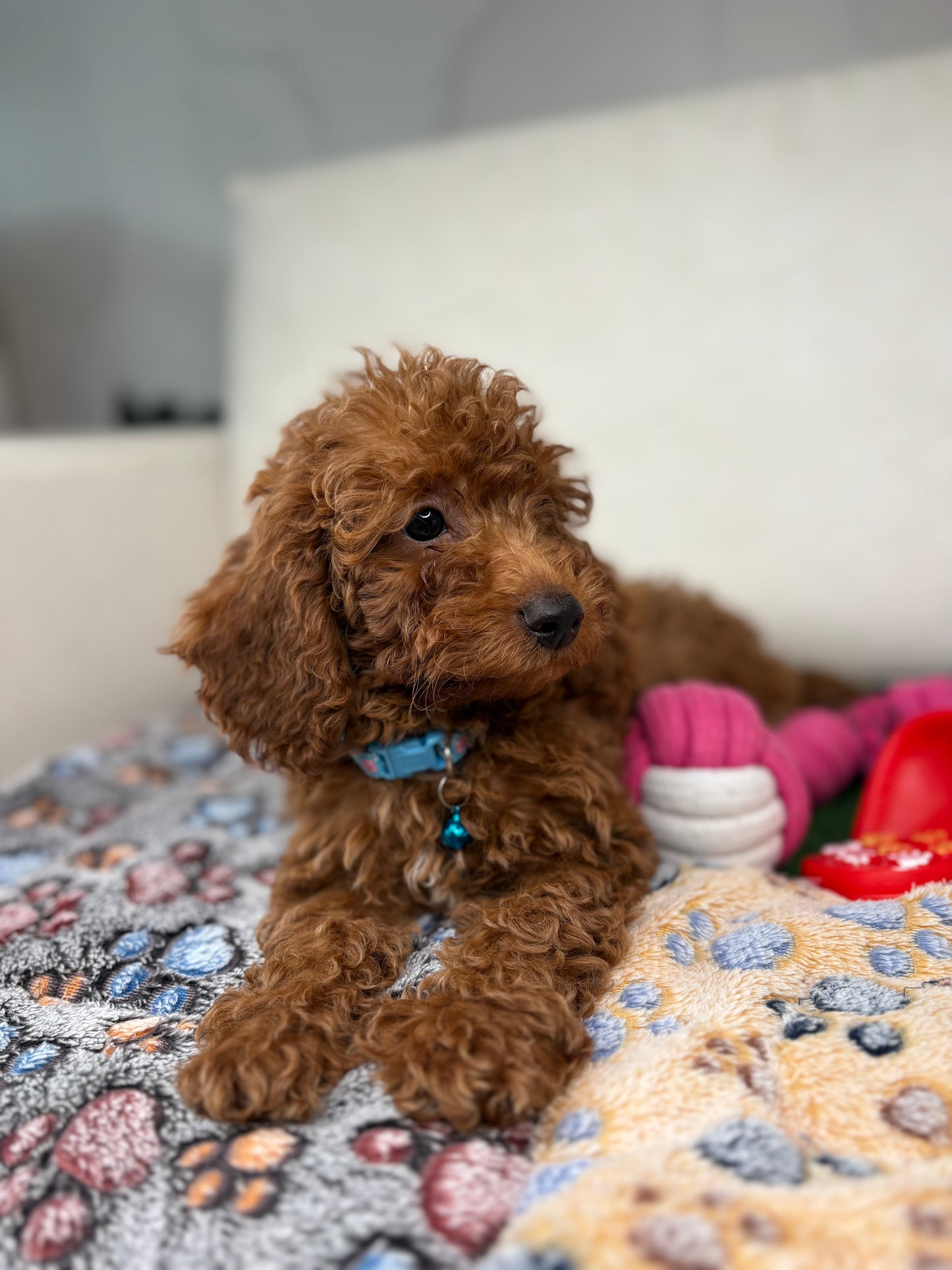 Red Female Miniature Poodle PROMOTION Pup (Deposit Only ‼️Please Read The DESCRIPTION Below‼️)